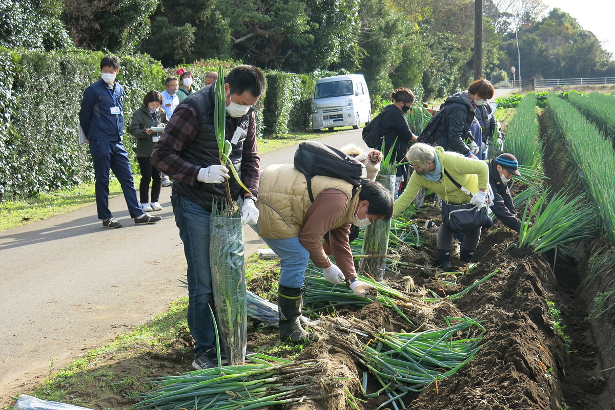 ネギ掘り体験
