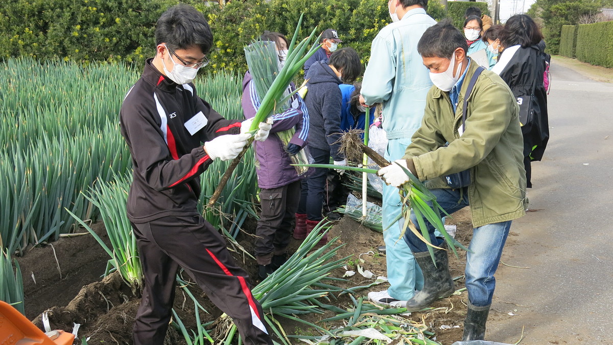ネギ圃場（長生村）掘り取り体験