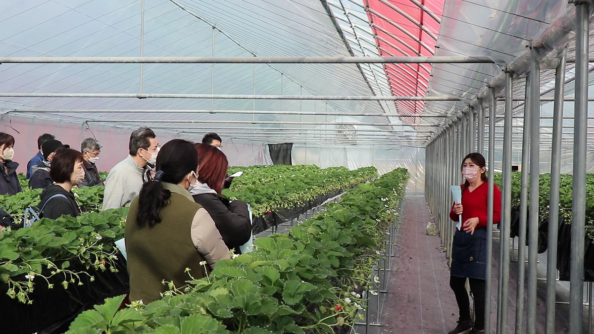 新規就農者、都築さんイチゴハウス