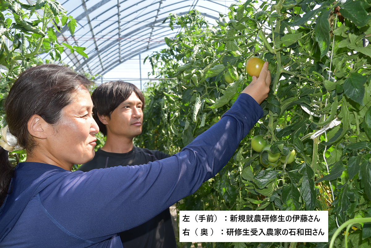 真剣にトマトと向き合う伊藤さん