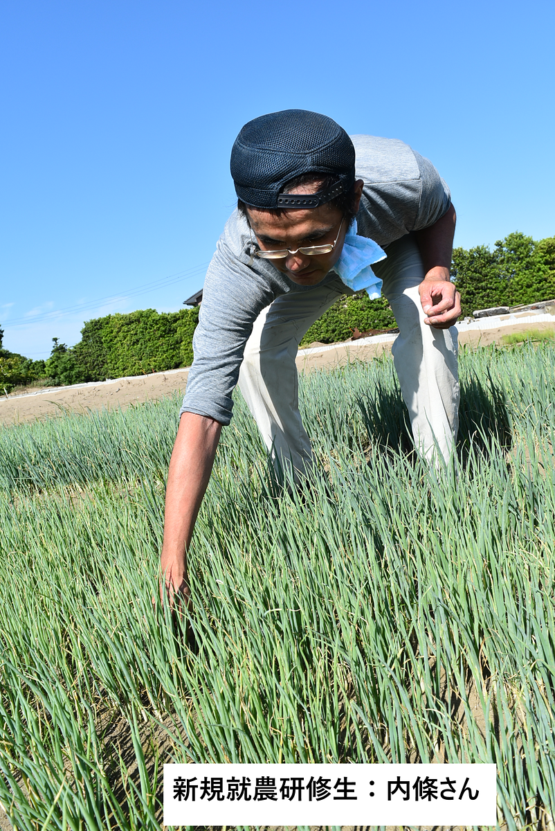 ネギ苗管理に精を出す内條さん